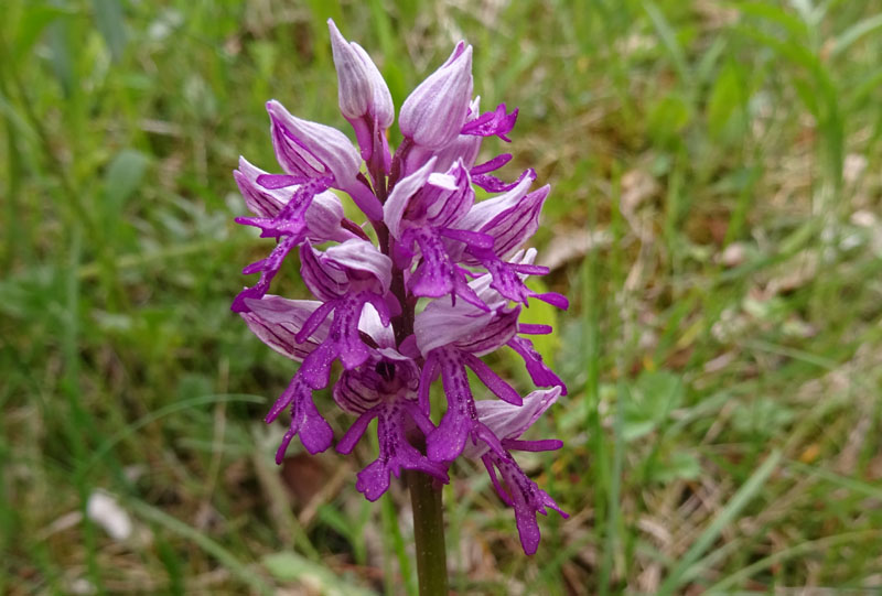 tutte Orchis militaris ?.....s !